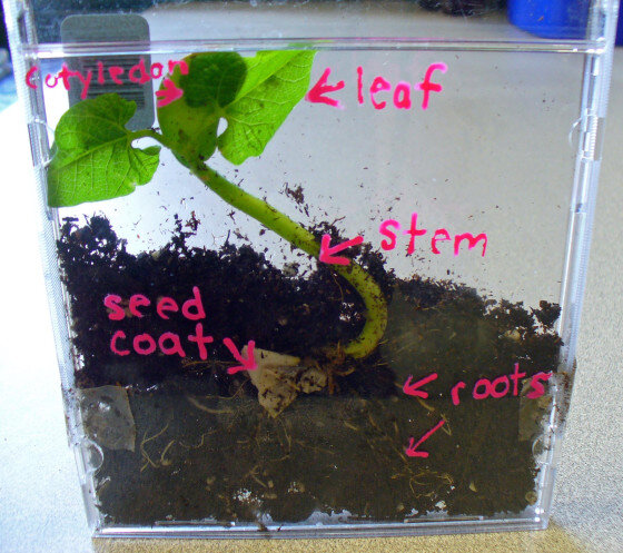 Esperimenti scientifici per bambini - Osservare e misurare la germinazione dei semi 4