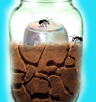 Esperimenti scientifici per bambini - Il formicaio in vaso 1