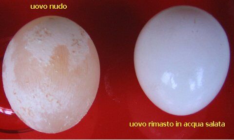 Esperimenti scientifici per bambini - Spieghiamo cos'è l'osmosi utilizzando l'uovo nudo 2