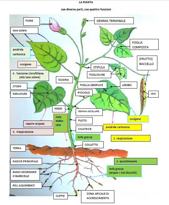 download the nature and