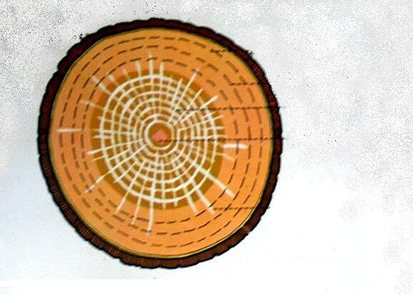 sezione di tronco di quercia