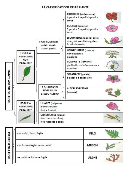 classificazione delle piante