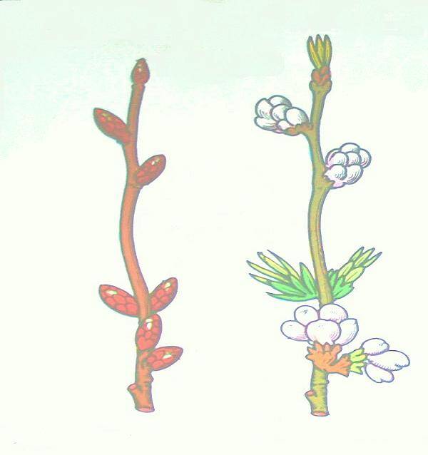 ramo di ciliegio in inverno e in priavera