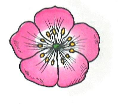 ROSACEE (ciliegio) 5 petali e 5 sepali disposti a rosa 