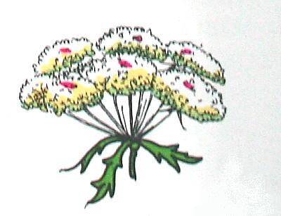 OMBRELLIFERE (carota) fiori disposti a ombrello 