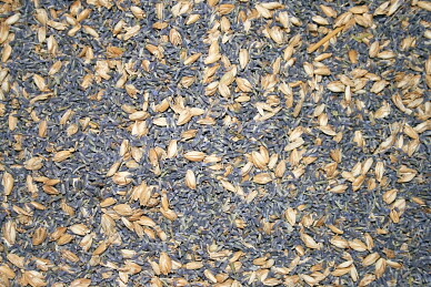 pula di farro e lavanda