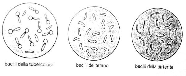 I MICROBI materiale didattico, dettati ortografici e letture