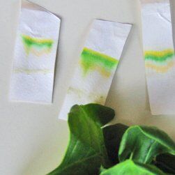 Esperimenti scientifici per bambini - Perchè le foglie in autunno cambiano colore - cromatografie 1