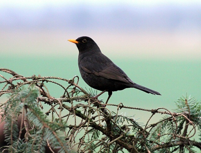 blackbird-514369_640