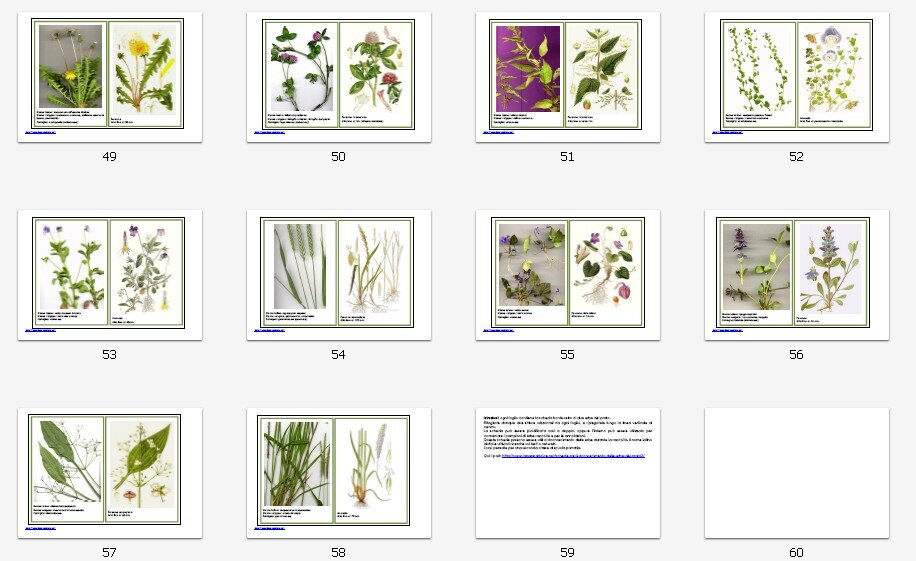 Schede per il riconoscimento delle erbe del prato