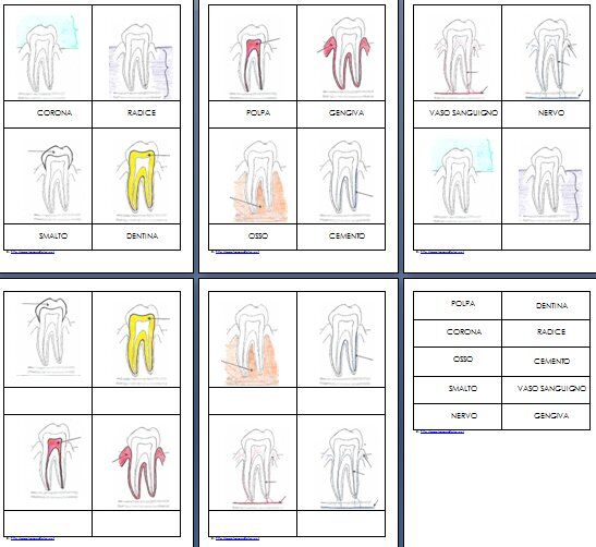 nomenclature-struttura-dente