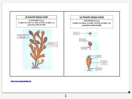 ALGHE tavole riassuntive e schede 2