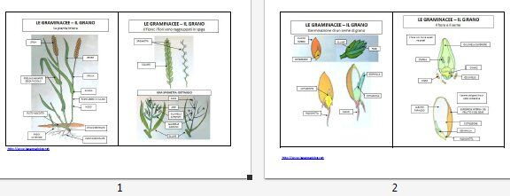 GRAMINACEE tavole riassuntive e schede 2