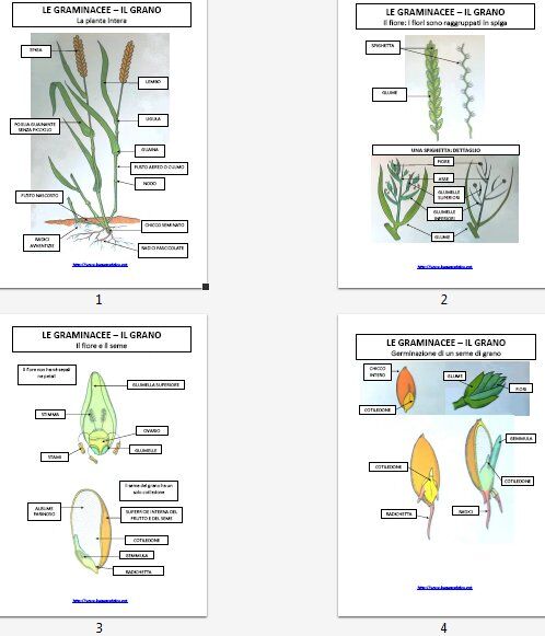 GRAMINACEE tavole riassuntive e schede