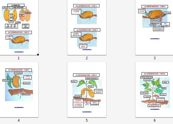 LA GERMINAZIONE tavole e schede