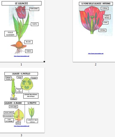 LE LILIACEE tavole riassuntive e schede (2)