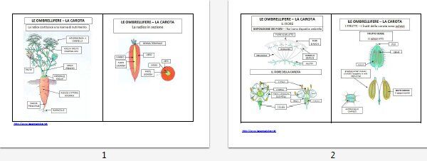 LE OMBRELLIFERE tavole riassuntive e schede 2