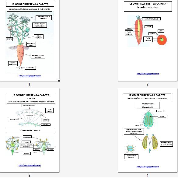 LE OMBRELLIFERE tavole riassuntive e schede