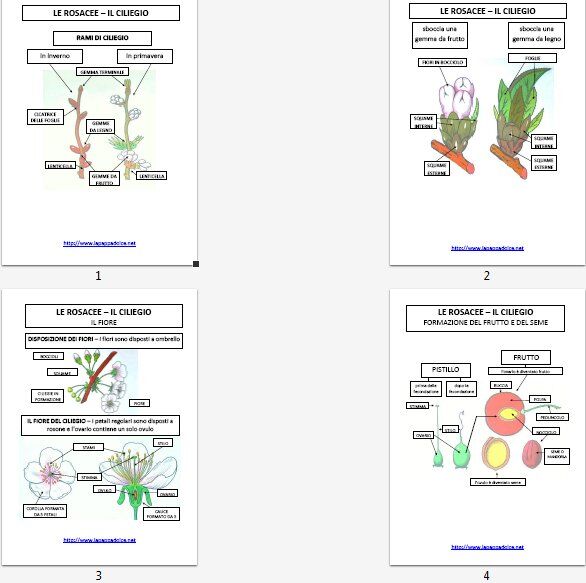 LE ROSACEE tavola riassuntiva e schede