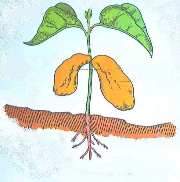 fagiolo