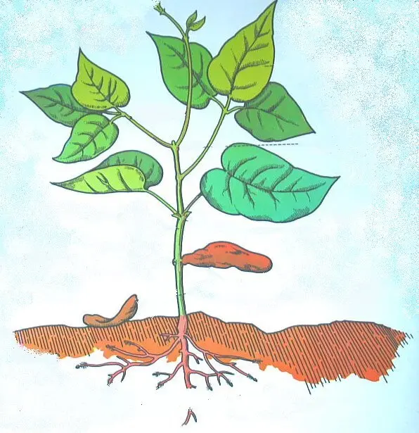 LA GERMINAZIONE tavole e schede fagiolo adulto
