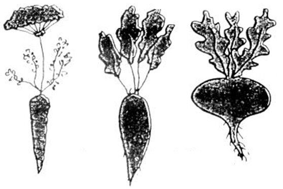 carota barbabietola e rapa