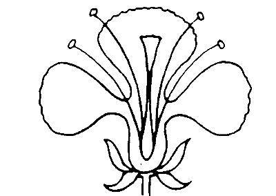 Materiale didattico sul FIORE