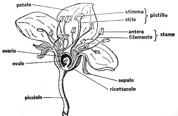 Materiale Didattico Sul Fiore Lapappadolce