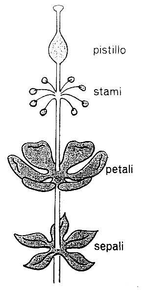 Materiale Didattico Sul Fiore Lapappadolce