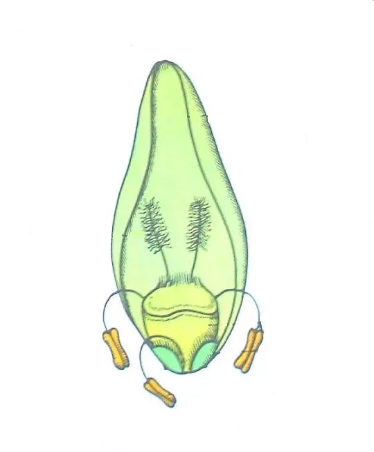 fiore del grano