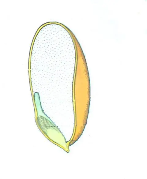 seme del grano