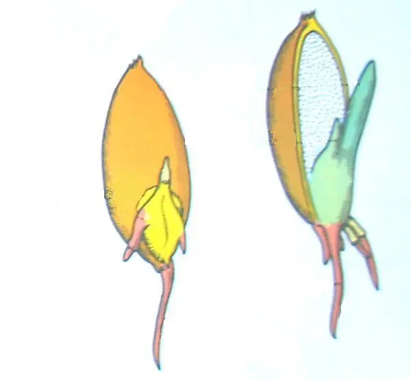 germinazione del grano
