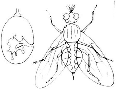 mosca olearia