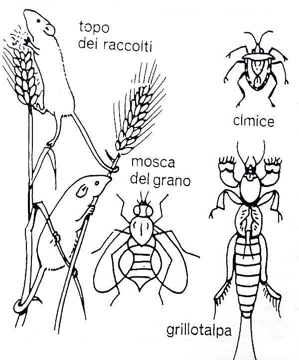 I CEREALI materiale didattico