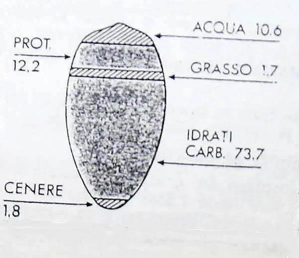 I CEREALI materiale didattico