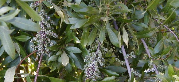 albero della cera