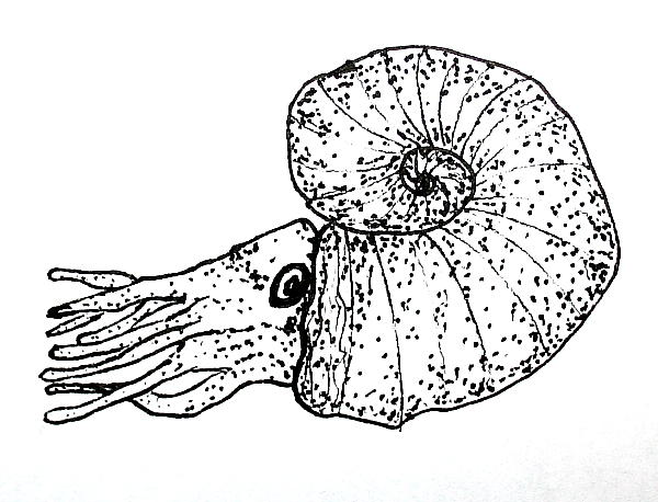ammonite 113