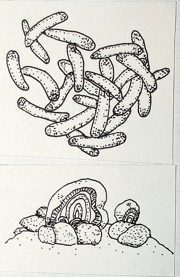 Disegni Da Colorare La Comparsa Dei Viventi Sulla Terra Lapappadolce