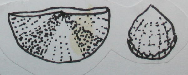 brachiopodi