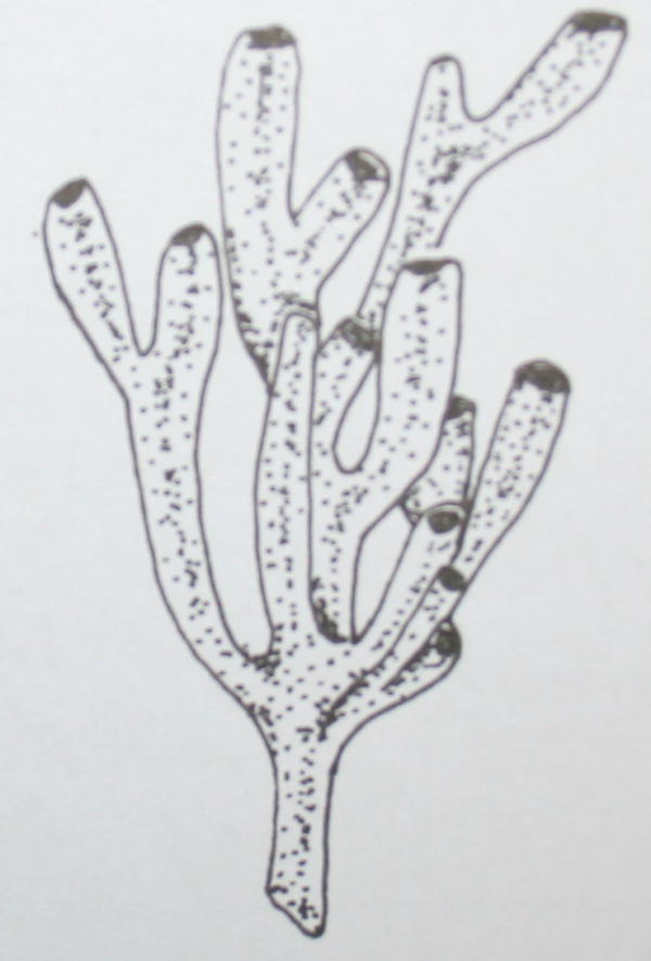 cambriano vauxia 30