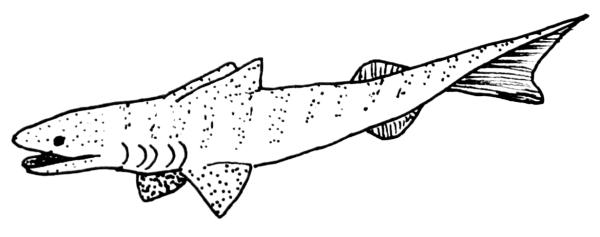 cladoselache squalo 83