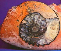 calcare fossilifero 242