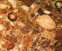 calcare fossilifero 243