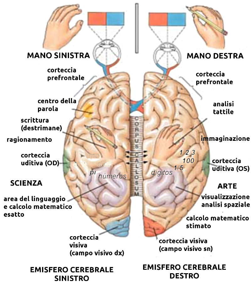 areas-cerebrales