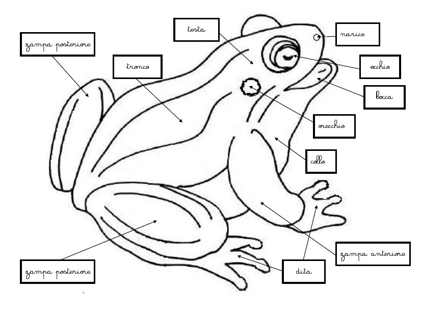 Nomenclature Montessori per le parti della rana