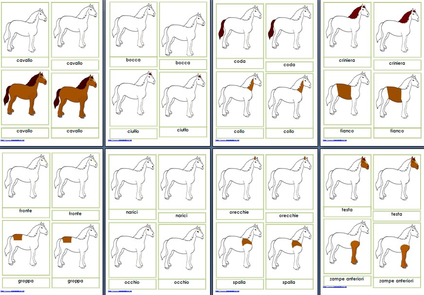 Nomenclature Montessori per le parti del cavallo