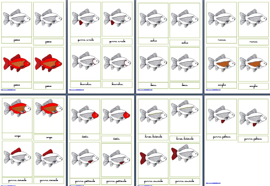 Nomenclature Montessori per le parti del pesce