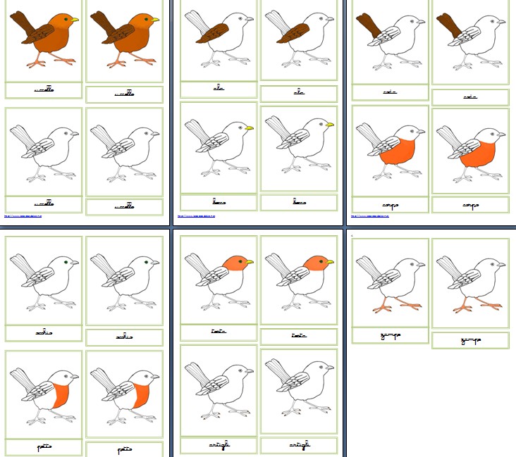 Nomenclature Montessori per le parti dell'uccello