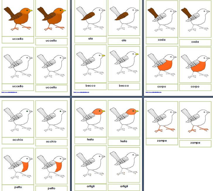 Nomenclature Montessori per le parti dell'uccello