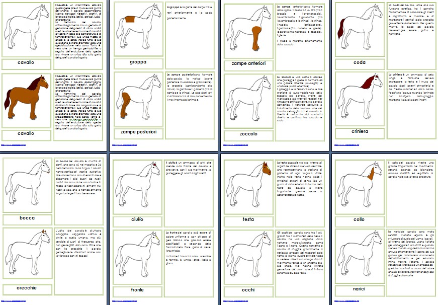 Nomenclature Montessori per le parti del cavallo